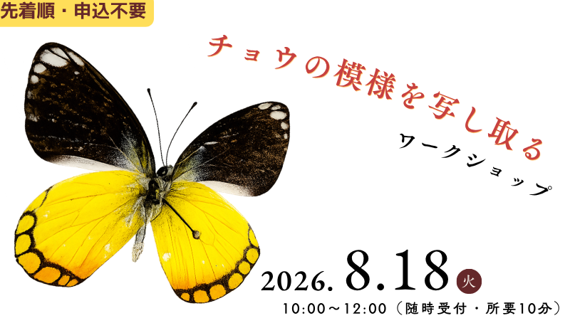 「【ワークショップ】チョウの模様を写し取る」のイメージ画像
